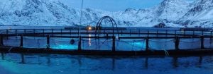 Maximize fish production with LED lighting