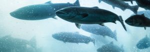 Development at Philips aquaculture