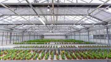 Find out what Philips LED propagation lights can do for your crops in our Floriculture brochure Find out what Philips LED propagation lights can do for your crops in our Floriculture brochure