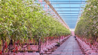 vegetables and fruits