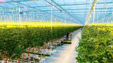 GrowWise Control System