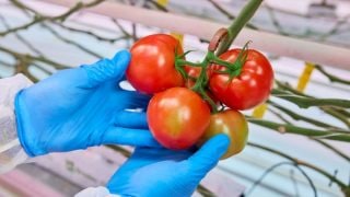 Blotchy ripening, standard nutrient composition, typical of commercial practice today