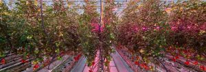 Low-energy tomato growing with LEDs