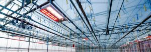Signify and University of British Columbia Pepper Trial Enters 5th Year