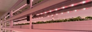 Bolleboom and Bazuin choose Philips GreenPower LED TLF elite