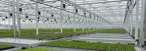 Higher yield and energy savings in greenhouse Woodeumgee Farm | Philips lighting