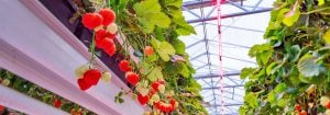 Best led grow sale lights for strawberries
