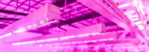Vertical farming  LED lights
