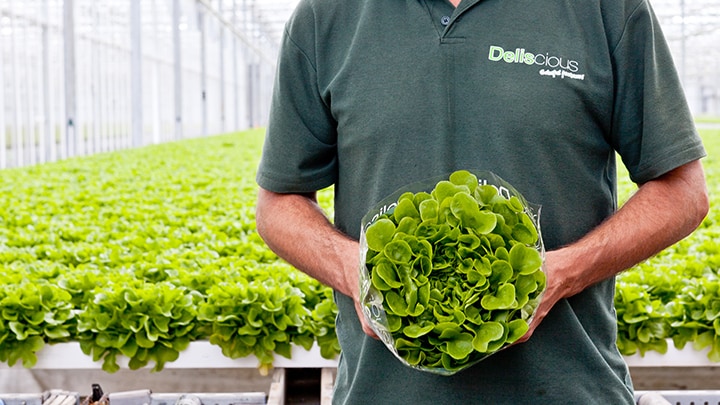 Roy and Mark Delissen, the owners of Deliscious, a lettuce growth company which uses Philips horticulture lighting 