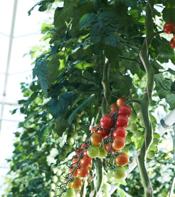 Plants hang at Valley View Greenhouses under the LED flowering lights provided by Philips horticultural lighting