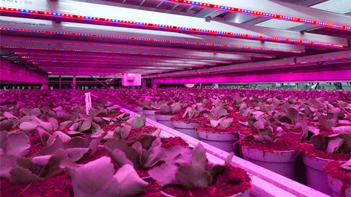 Plants at Kwekerij Vreugdenberg, the Netherlands, use Philips LED grow lights to ensure healthy growth