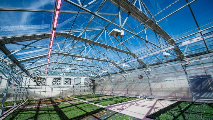 Kalamazoo Specialty switches on growth with Philips LED toplighting grow lights