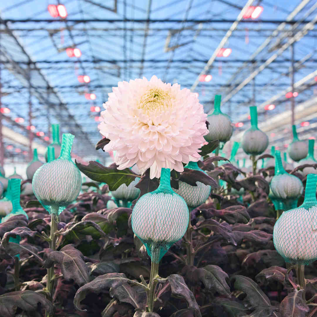 J&A Chrysanten