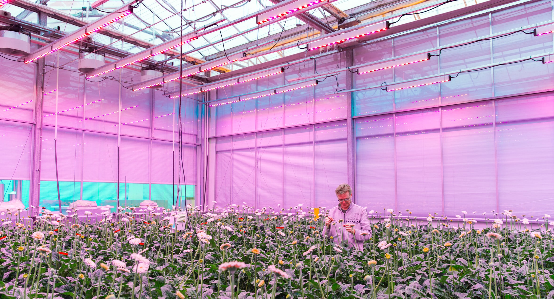 Several trials using different light strategies to grow gerbera crops were done by researchers at Wageningen UR in Bleiswijk, The Netherlands.