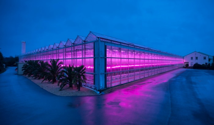 3 Macro-trends making LED solutions the horticulture standard