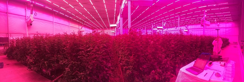A night shift in the greenhouse for Signify