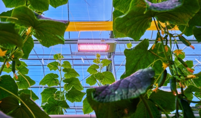 LED inrush current and the financial impact on lighting design