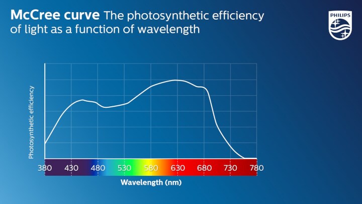 McCree curve: the photosynthetic efficiency of light as a function of wavelength