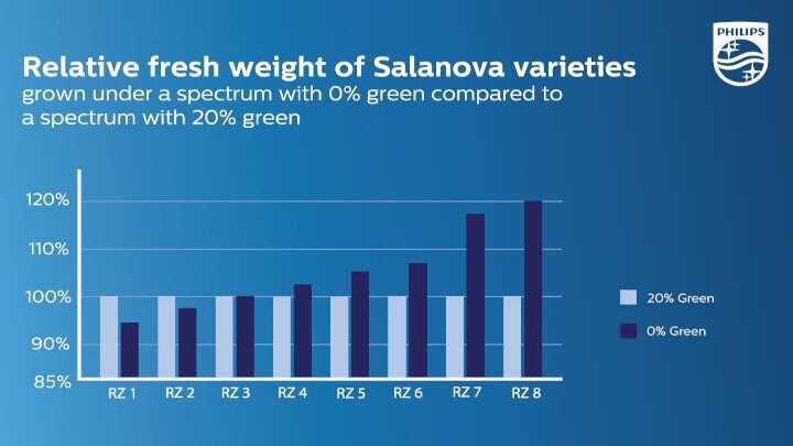 Significantly higher fresh weight for lettuce varieties when grown without green light