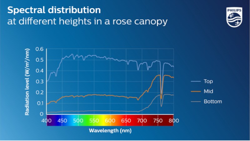 The light measured at three different heights in a rose canopy