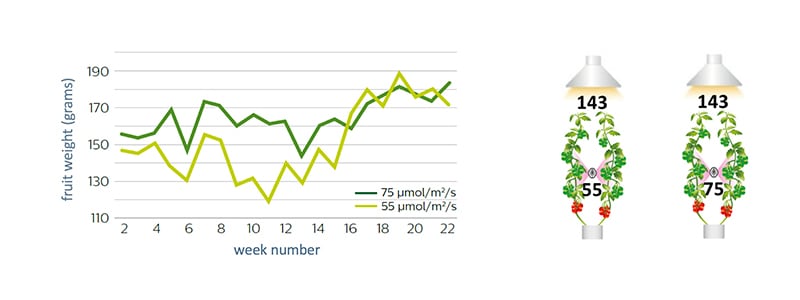 Fruit weight increases when adding more light early in the year