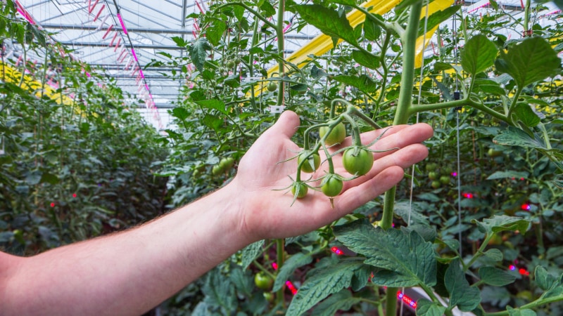 LEDs are part of a new system that gives access to new capabilities, such as climate fine-tuning, saving energy and slides with plant data.