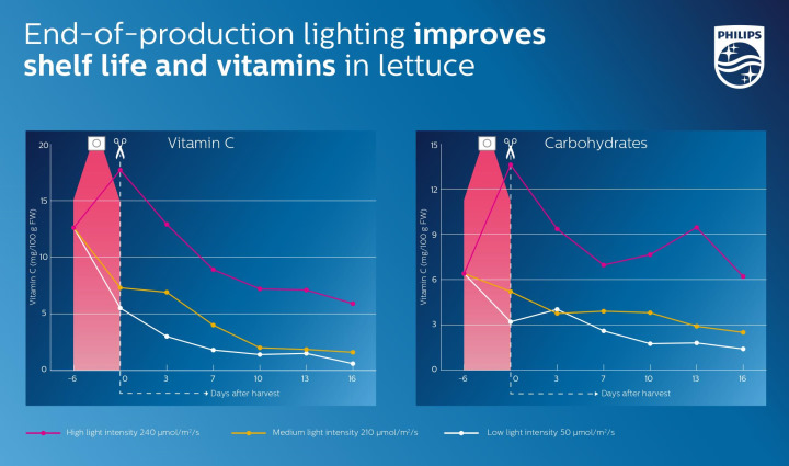 End-of-production lighting improves shelf life and vitamins in lettuce