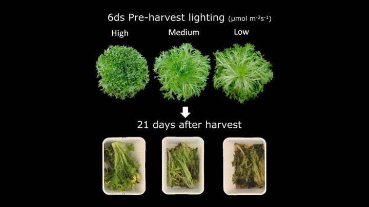 Lettuce experiment results of LED grow lights