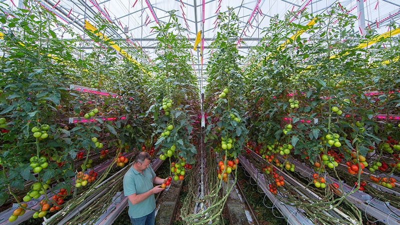 LEDs are part of a new system that gives access to new capabilities, such as climate fine-tuning, saving energy and slides with plant data.