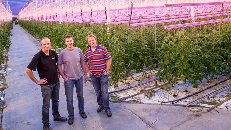 3 reasons why intercanopy lighting is effective for high-wire vegetables