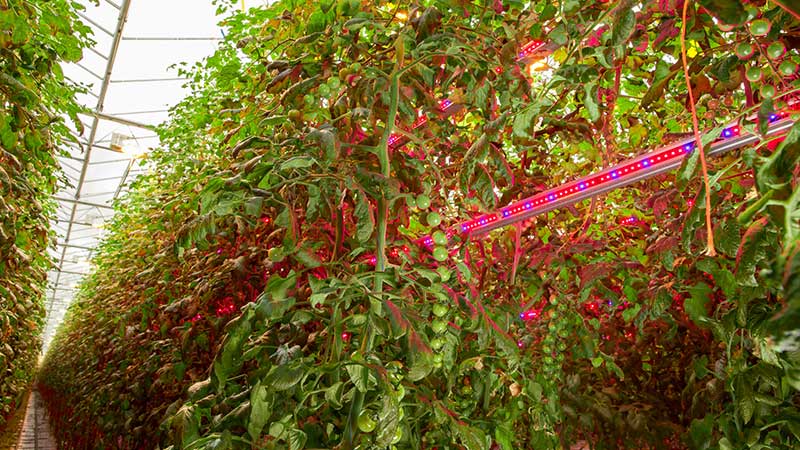 3 reasons why intercanopy lighting is effective for high-wire vegetables