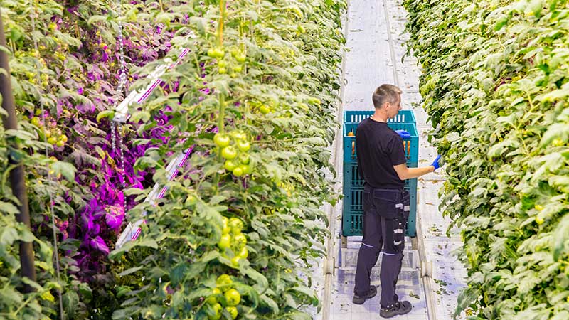 3 reasons why intercanopy lighting is effective for high-wire vegetables