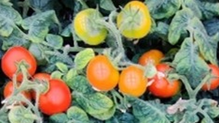 From Tall to Small: An alternative way of growing tomatoes in a vertical farm