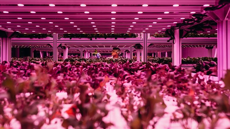 orlando-world-center-marriott-launches-worlds-first-hycube-hydroponic-garden