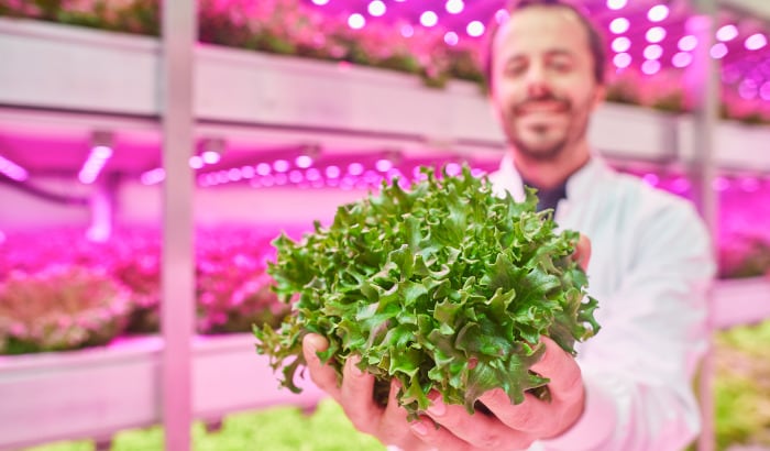 4 remarkable results you can achieve with dynamic LED grow lights in a vertical farm