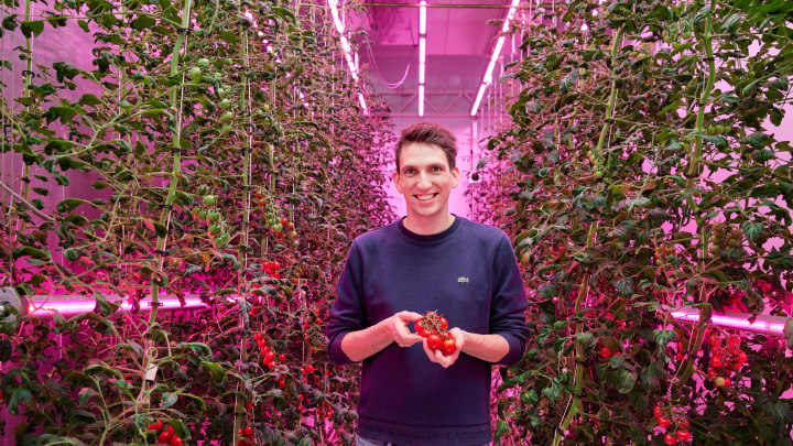 Growwise Tomatoes