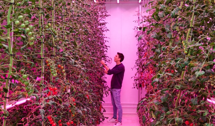 5 learnings for growing top-quality tomatoes in a vertical farm