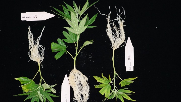 Medicinal cannabis rooting quality under two different light conditions 1
