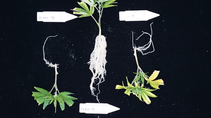 Medicinal cannabis rooting quality under two different light conditions 2