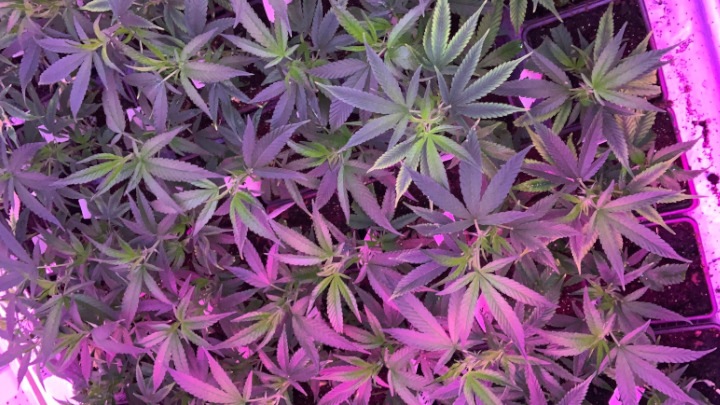 Propagation experiment of medicinal cannabis cuttings under different light conditions