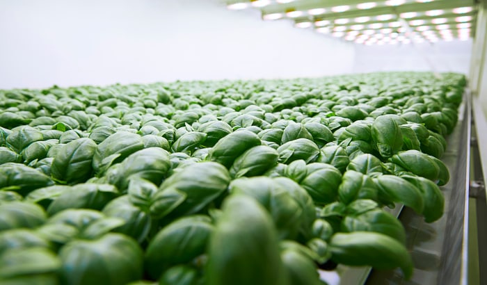 Planet Farms shares its journey