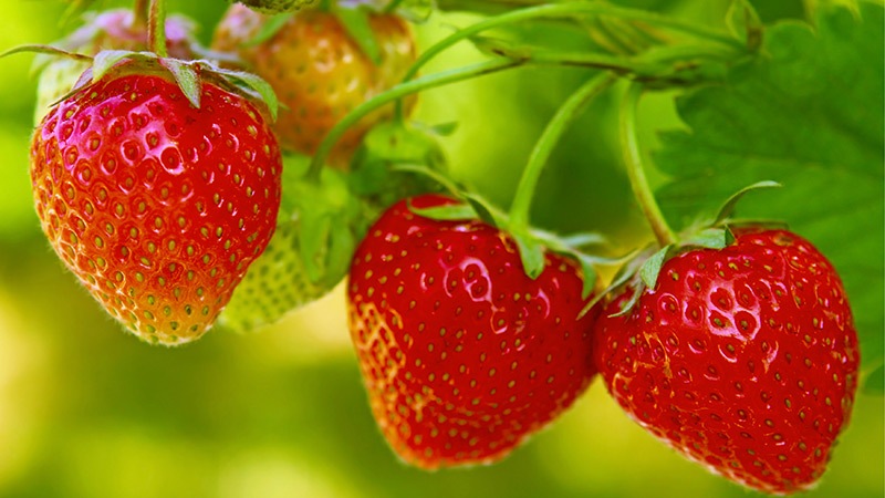 strawberries