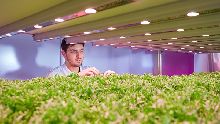 Succesful vertical farm