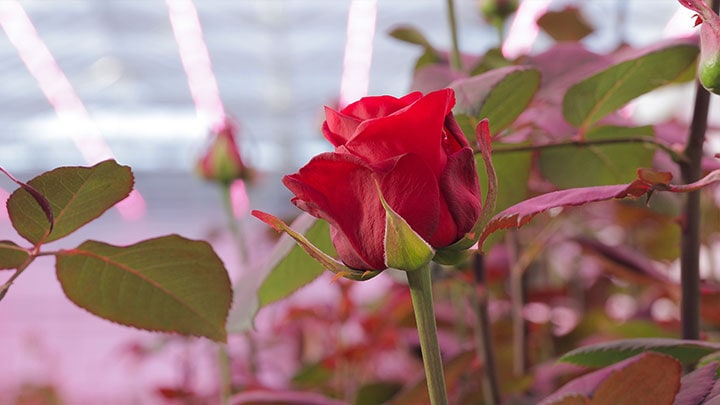 Teaming up to grow the perfect rose