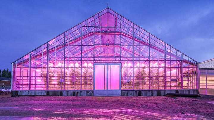 100% LED lighting for tomatoes at Martin Sigg, Finland