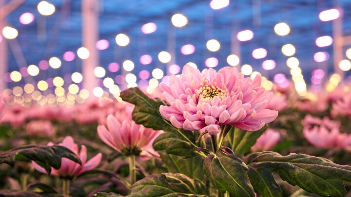 Commercial chrysanthemum grower Linflowers chooses Philips LED flower grow lights to improve crops