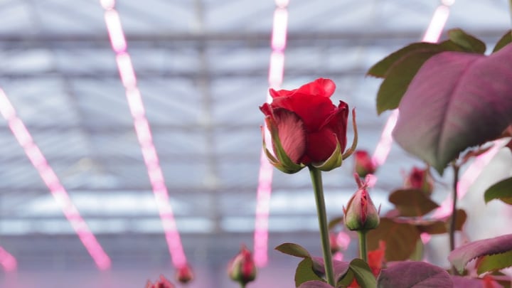 Find out what Philips LED rose lights can do for your crops in our Floriculture brochure