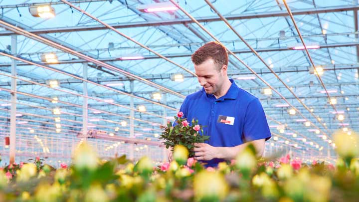 Greenhouse LEDs for fruits – get lower energy costs, predictable harvests and higher yields