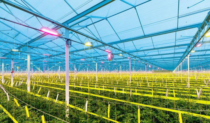 8 choices to a cost-effective LED grow light, part 2