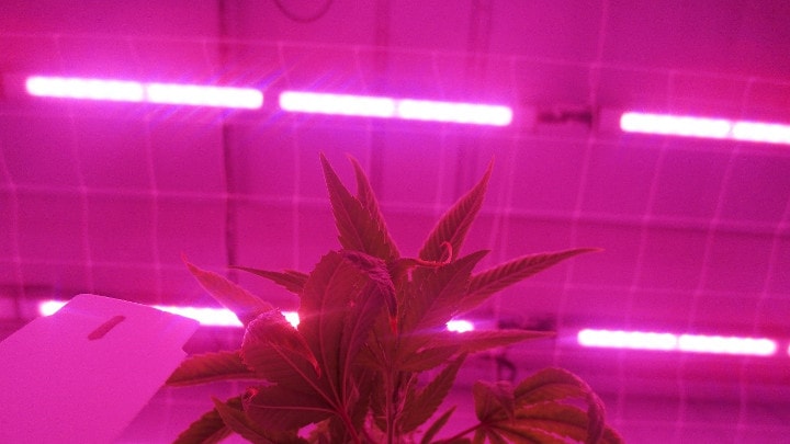  CannNext and Signify conduct research on effects of LED on compounds and plant characteristics of medicinal cannabis crops 